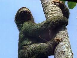Sloths Sloth Photos Sloth Sloth Gif