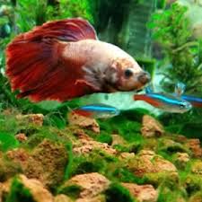 Also add a leaf hammock (or anything. What Fish Can Live With Bettas The Tank Mate Guide
