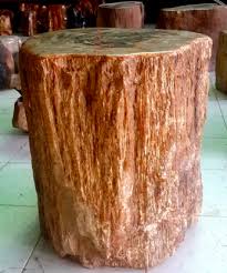 Petrified Wood Log Di 2020