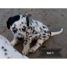 High to low nearest first. Dalmatian Puppies Wallpaper Posted By Zoey Simpson