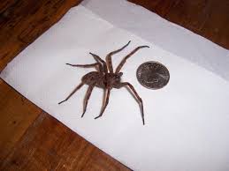 What Kind Of Spider Is This Wood Spider Wolf Spider Spiders Wood Spider Wolf Spider Spider