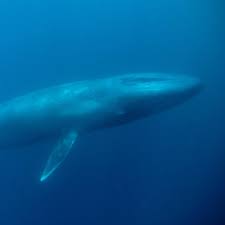 Blue whales look true blue underwater, but on the surface their coloring is. Blue Whale Facts And Photos