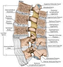 Psoas muscle medical vector illustration diagram. Lumbar Spine Anatomy
