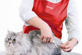 Diamond was terrified of being groomed and went into a panic when i arrived. Professional Cat Grooming What You Need To Know Pet Grooming Blog For Dog And Cat Owners Groomit