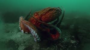 Karanligi Aydinlatan Isik Hayvanlar Alemi Underwater Tropical Fish Sea Life