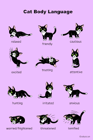 Cat Body Language Infographic Cat Body Cat Language Cat Infographic
