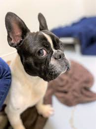 Phoenix french bulldog rescue has been established in the uk not only to offer a home to any frenchie in need within the uk, but also to educate the public on this wonderful breed, promote good ownership and to help keep frenchies at it only took one, to change the world of frenchie rescue. Adopt Indy On Petfinder Dog Adoption City Pets French Bulldog Cartoon