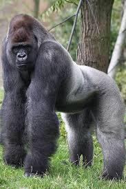 Bokito Silverback Gorilla Animals Animals Wild