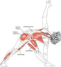 Revolved Triangle Yoga Pose Loved And Pinned By Www Downdogboutique Com Yoga Anatomy Yoga Muscles Yoga Postures