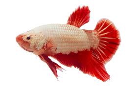 New users enjoy 60% off. Male Red Platinum Dragon Bettas For Sale Petco