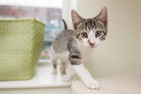 Please be sure to thoroughly read our how to adopt. Adopt A Cat Paws Chicago