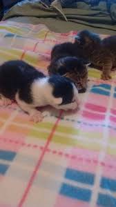 (sbn) pic hide this posting restore restore this posting. Free Kittens On Craigslist Home Facebook