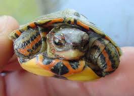 Wood Turtles Google Search Wood Turtle Turtle Central American