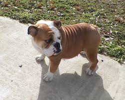 What is called the miniature english bulldog is not a nationally recognized dog breed by kennel clubs like standard size english bulldogs are. Miniature English Bulldog Info Temperament Puppies Pictures