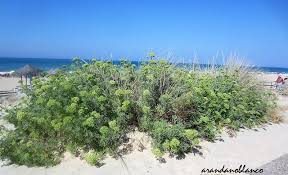 Arbustosensevilla Encinarosa Crithmum Maritimum Hinojo Marino Perejil De Hinojo Arbustos Arboles Y Arbustos