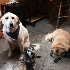 Lake in the hills, illinois 60156. Pampered Pets Grooming Salon Domov Facebook