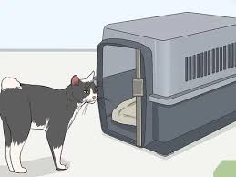 They are more content living outdoors. How To Tame A Feral Cat 14 Steps With Pictures Wikihow