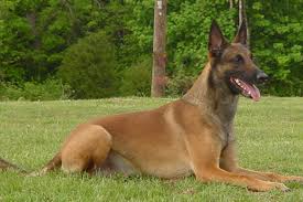 Select the breed to be taken to the list. Belgian Shepherd Malinois Puppies For Sale From Reputable Dog Breeders