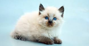 They also play well with other cats, dogs and children. 10 Hypoallergenic Cats For People With Allergies Cat Breeds Hypoallergenic Balinese Cat Hypoallergenic Cats