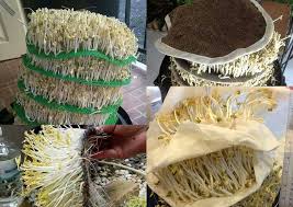 1:05 arlin noza29 760 просмотров. Cara Membuat Tauge Gemuk Dari Kacang Hijau