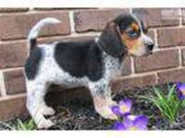 Beagle puppies for sale your search returned the following puppies for sale. View Ad Beagle Puppy For Sale Near Pennsylvania Harrisburg Usa Adn 04505896958