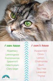 When lavender oil and cats are mixed only the most utmost of caution should be practiced. The Best Essential Oils That Are Safe For Dogs And Cats Healthy Living In Colorado Llc
