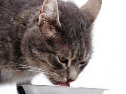 If your cat is being picky about food, we avoid senior cat foods that are lower in protein and lower in calories. Dry Cat Food Calorie Count Petfinder