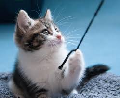 Por Que Los Gatos Tiran Las Cosas Al Suelo Estoy Aqui Prestame Atencion Gatos Videos De Gatos Divertidos Gatitos Adorables