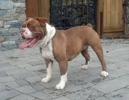 This is a good time to note that victorian bulldogs are not hypoallergenic. Victorian Bulldog Dog Breed