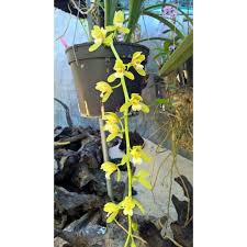 Kiếm Vang đai Loan Ban Than