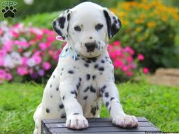 Find dalmatian puppies in canada | visit kijiji classifieds to buy, sell, or trade almost anything! Marco Dalmatian Puppy For Sale In Pennsylvania Dalmatian Puppy Dalmatian Puppies For Sale Puppies For Sale
