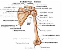 The human shoulder is made up of three bones: Posterior View Of The Shoulder Girdle Bones Netter Joints Anatomy Shoulder Anatomy Anatomy