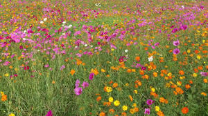 Wildflower Field Georgia Youtube The term implies that the plant probably is neither a hybrid nor a selected cultivar that is in any way different from the way it appears in the wild as a native plant. wildflower field georgia