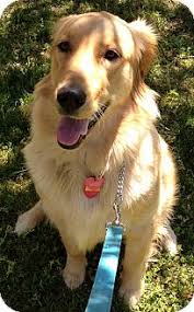 Registration papers simply identify the parents and other ancestors of the pup. New Jersey Nj Golden Retriever Meet Toms River Nj Daisy A Pet For Adoption