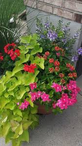 Sweet Potato Vine Geranium Lantana Angelonia Trailing Vinca Container Flowers Potato Vines Garden Flower Beds
