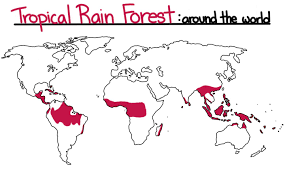 Tropical rainforests grow in the hot, wet, humid places near the equator. Tropical Biomes Rainforest Dry Forest Savanna Expii