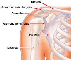 Use the mouse scroll wheel to move the images up and down alternatively use the tiny arrows (>>) on both side of the image to move the images. Shoulder Trauma Fractures And Dislocations Orthoinfo Aaos