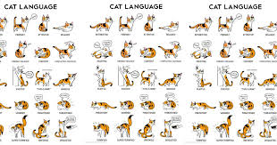 Feline Mysteries Solved With Cat Body Language Chart Cat Language Cat Body Cats