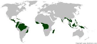 Although the the difference wouldnt be noticeable to. Science For Kids Tropical Rainforest Biome