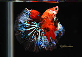 Live betta fish multicolor galaxy hmpk female from indonesia breeder. Star Phoenix Galaxy Koi Halfmoon Betta Released Bettasplendid Com