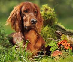 Hence the main mushroom seasons are early fall and late spring. Why Wild Mushrooms Are Dangerous To Dogs And Cats