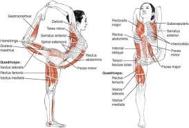 Yoga Natarajasana King Of The Dancers Pose Benefits 1 Releases Tension In The Angle And Foot Helpin Yoga Anatomie Ashtanga Yoga Anatomie Korper