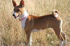For instance, the state capitol of austin has eleven dog parks, lots of water for them to splash about in, and plenty of activities that. Basenji Puppies For Sale From Reputable Dog Breeders
