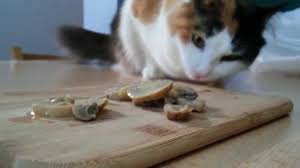 However, cats shouldn't eat wild mushrooms, as they can be poisonous, and mushrooms shouldn't make up a on the other hand, most standard commercial mushrooms sold in grocery stores should be okay for a cat to digest. Can Cats Eat Mushrooms Cat Kingpin