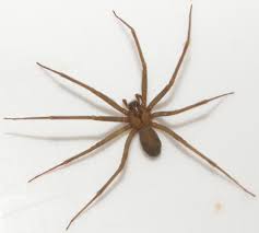 Brown Recluse Spider Brown Recluse Photo 7 High Resolution Spider Photo Brown Recluse Spider Brown Recluse Spider