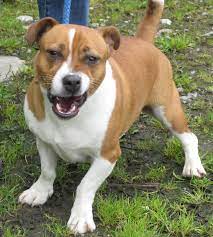The staffordshire bull terrier is a vibrating, dancing, chortling love machine in the body of a warrior. Milo 2 Year Old Male Jack Russell Terrier Cross Staffordshire Bull Terrier Available For Adoption