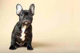 Fan page for frenchie enthusiasts who own, love, want, or admire frenchies. French Bulldog Dog Breed Information Pictures Characteristics Facts Dogtime