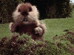 Search, discover and share your favorite jour de la marmotte gifs. Caddyshack Dancing Gopher Gif By Mikeymo Gfycat