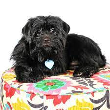However, we are excited to offer remote adoptions using video if you move forward in the adoption process, an aspca matchmaker will let you know if this applies to the animal you are interested in and how to. Affenpinscher Dog For Adoption In St Louis Park Mn Adn 678068 On Puppyfinder Com Gender Male Age Adult Dogs Adoption Saint Louis Park