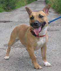 Both the staffordshire and the pit bull terrier are people friendly dogs. Kali Is A Female One Year Old Jack Russell X2f Staffie Cross She Came Into Our Care As Her Previous Owne Jack Russell Staffordshire Bull Terrier Bull Terrier